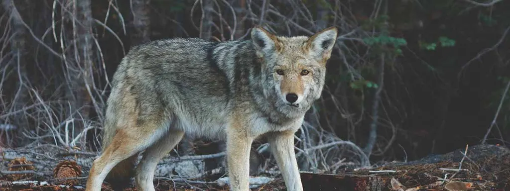 4 Steps To Make Your Interviews Suck Less