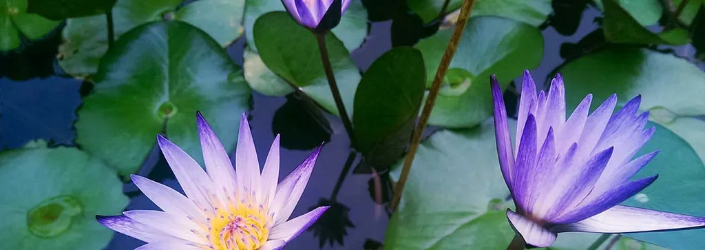 Hosting Multiple HTTPS Domains from the Same Server with Let's Encrypt and Nginx