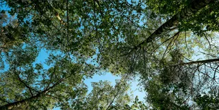 Understanding Regular Expressions 4: Lookarounds