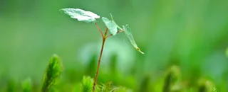 Prove Features Manually