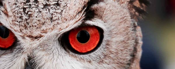 I Skipped Eye Appointments for a Year and Became a Better Coder