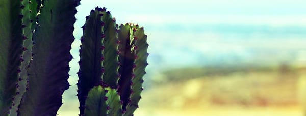 Programmatically Capturing Spam with Detextion.io
